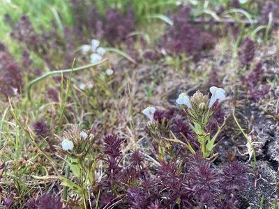 Triphysaria versicolor