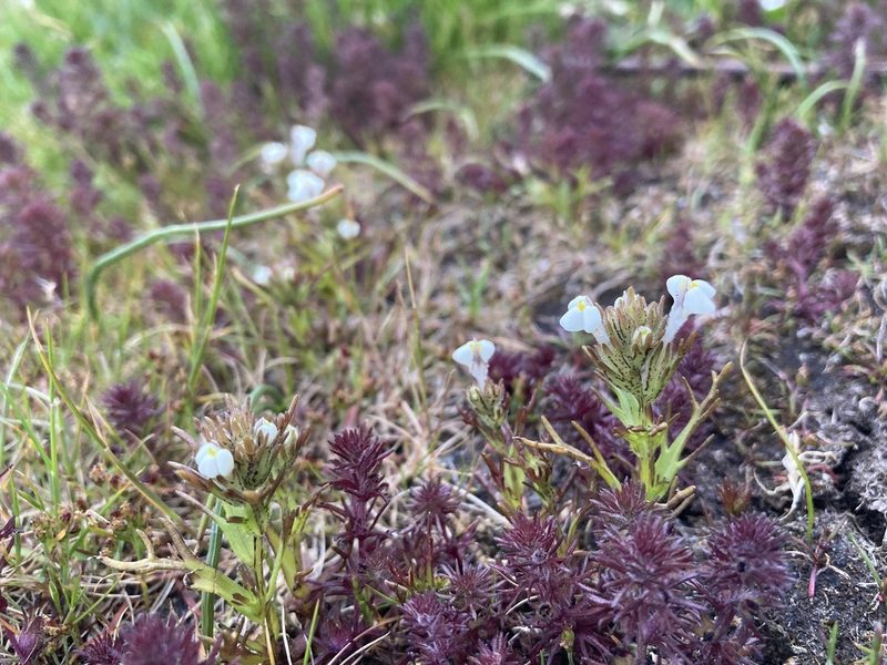 Triphysaria versicolor, photographed by Caleb Catto