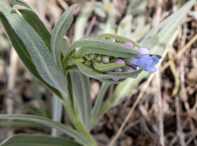 Mertensia lanceolata, photographed by Bob Walker