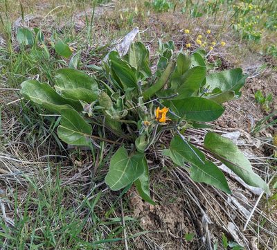 Balsamorhiza careyana, photographed by John A Haskins