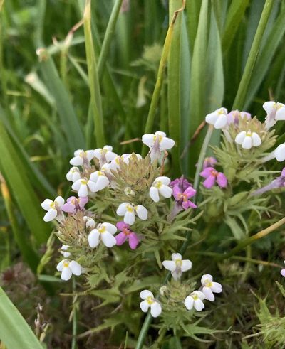 Triphysaria versicolor, photographed by Caleb Catto