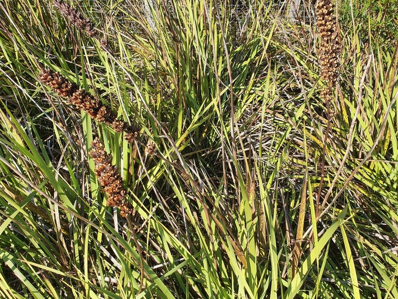 Aristea capitata, photographed by Corli du Toit Smith