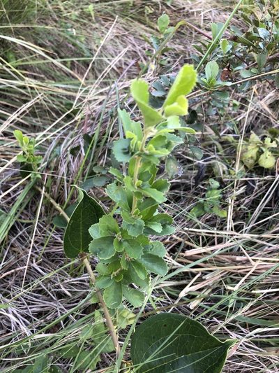 Maesa alnifolia, photographed by Sunčana Bradley