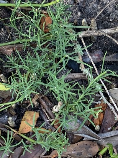 Suaeda linearis, photographed by Claire Herzog