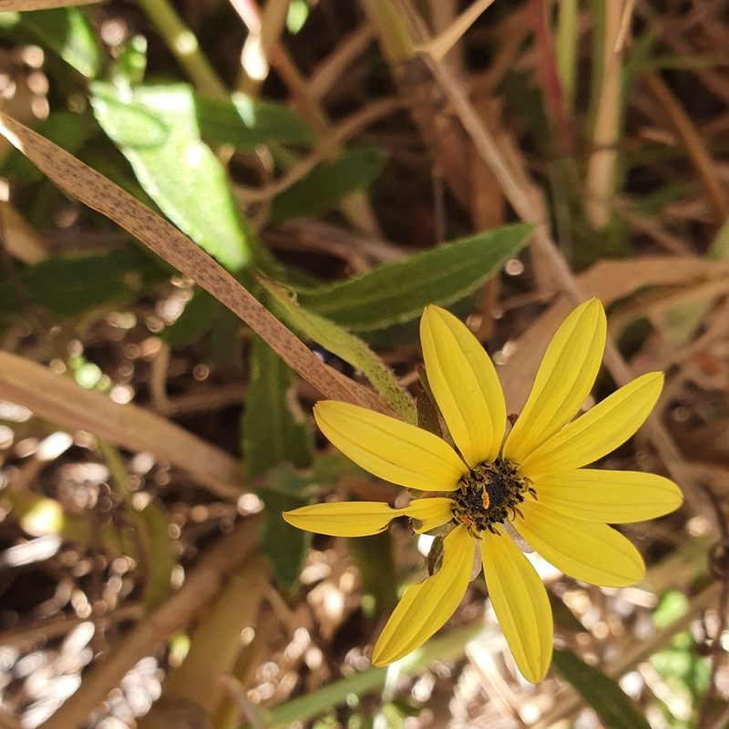 Arctotis semipapposa, photographed by Corli du Toit Smith