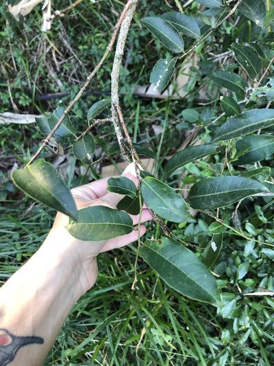 Sclerocroton integerrimus, photographed by Sunčana Bradley