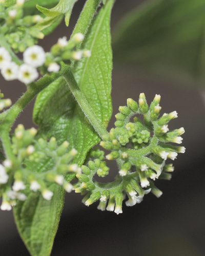 Tournefortia pubescens, photographed by Morten Ross