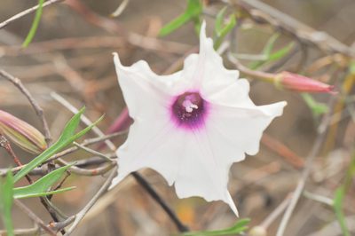 Ipomoea incarnata, photographed by Morten Ross