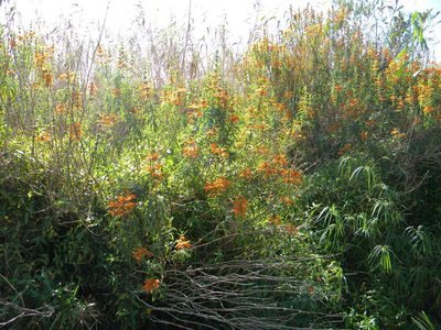 Leonotis leonurus, photographed by Tim Kirsten
