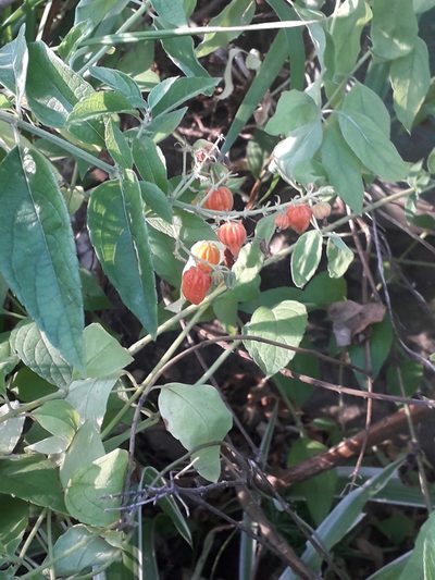 Hoslundia opposita, photographed by Janet Gates