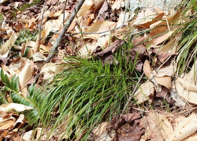 Carex pedunculata, photographed by Steven Lamonde
