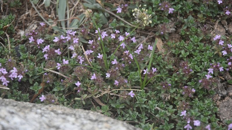 Thymus linearis, photographed by Name