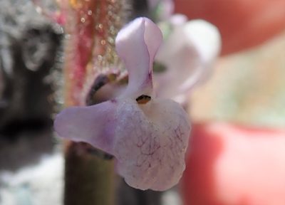 Sairocarpus coulterianus, photographed by Millie Basden
