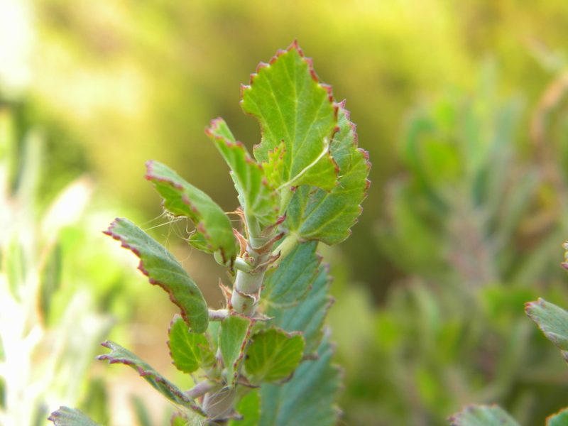 Pelargonium betulinum, photographed by Tim Kirsten