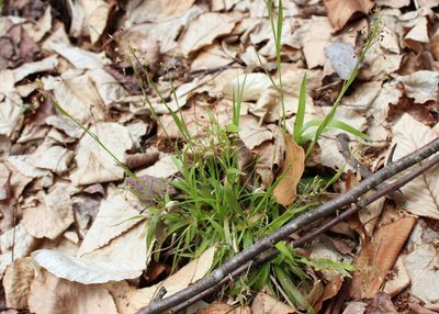 Luzula acuminata, photographed by Steven Lamonde
