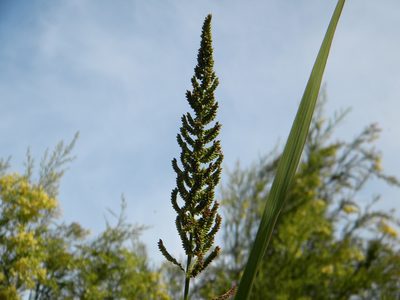 Echinochloa pyramidalis, photographed by Tim Kirsten