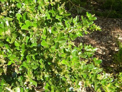 Searsia laevigata, photographed by Tim Kirsten