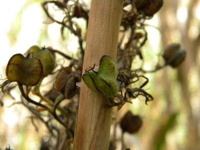 Wachendorfia thyrsiflora, photographed by Tim Kirsten