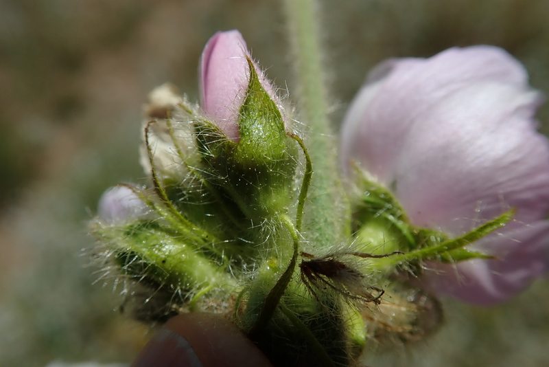 Malacothamnus densiflorus, photographed by Millie Basden