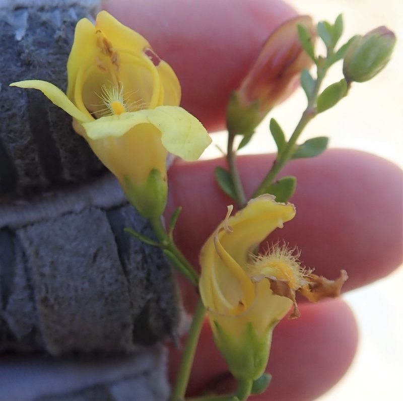 Keckiella antirrhinoides, photographed by Millie Basden