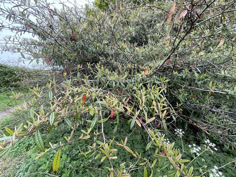 Cotoneaster salicifolius, photographed by Steven Cross