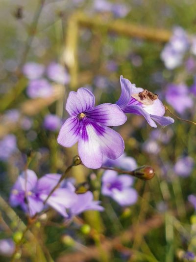 Dopatrium lobelioides, photographed by Aravinth