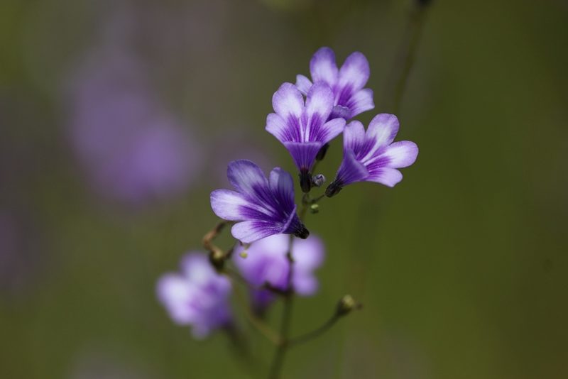Dopatrium lobelioides, photographed by Aravinth