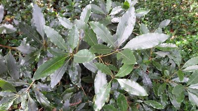 Pittosporum undulatum, photographed by Juan Carlos Caicedo Hernández