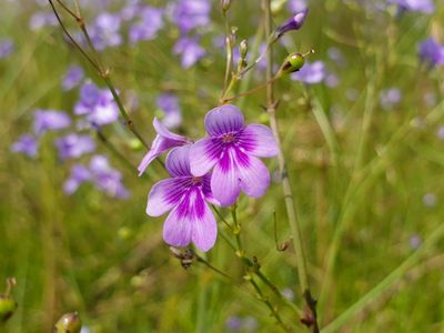 Dopatrium lobelioides, photographed by Aravinth