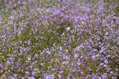 Dopatrium lobelioides, photographed by Aravinth