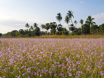Dopatrium lobelioides, photographed by Aravinth