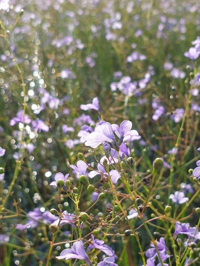 Dopatrium lobelioides, photographed by Aravinth