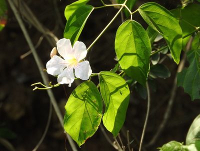 Bignonia aequinoctialis, photographed by Francisco Farriols Sarabia