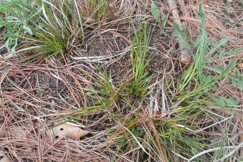 Carex umbellata, photographed by Quinten Wiegersma