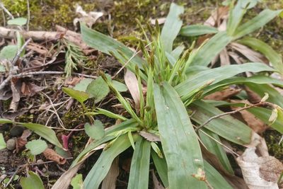 Carex platyphylla, photographed by Quinten Wiegersma