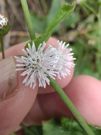 Adenostemma brasilianum, photographed by Adriel Magnetti