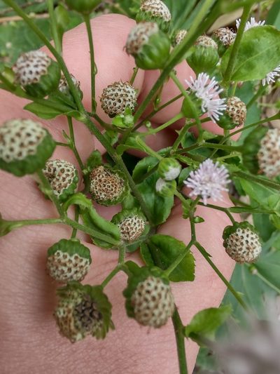 Adenostemma brasilianum, photographed by Adriel Magnetti