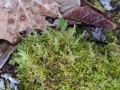 Callicladium imponens, photographed by Zac Peterson