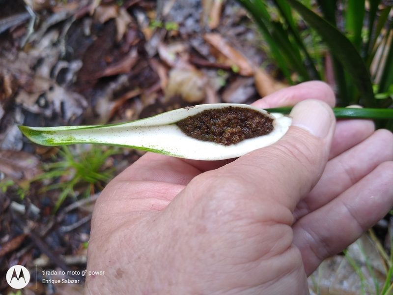 Spathanthus bicolor, photographed by Enrique Salazar