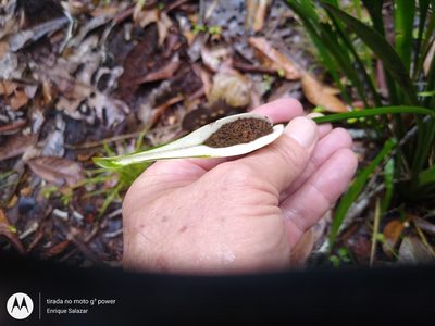 Spathanthus bicolor, photographed by Enrique Salazar
