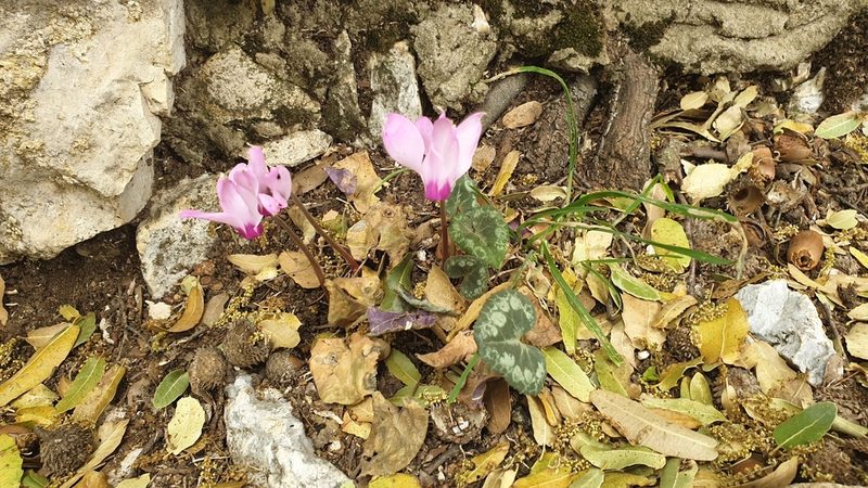 Cyclamen persicum, photographed by Antoun ARMALÉ