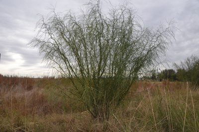 Parkinsonia aculeata, photographed by Lauu