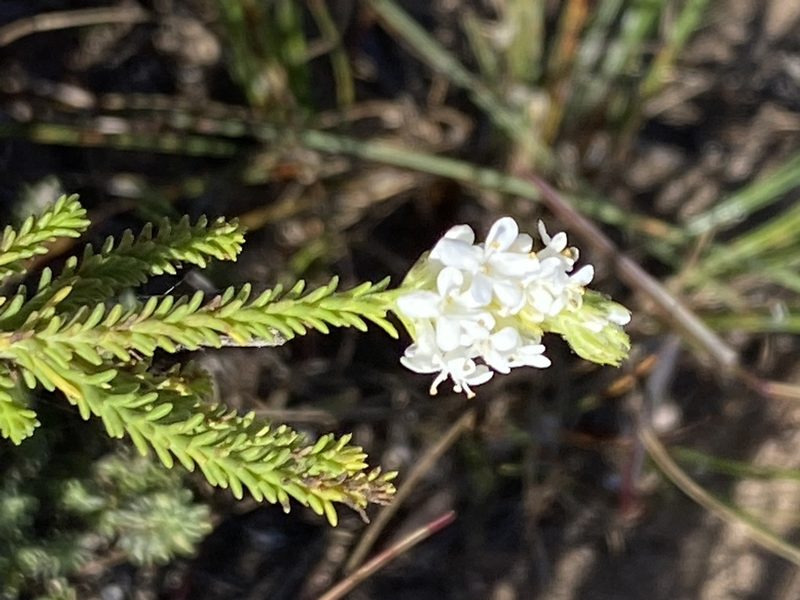 Selago diffusa, photographed by Christina