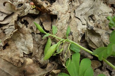 Corydalis intermedia, photographed by Aleksei Baushev