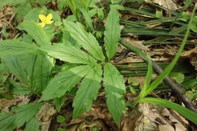 Cardamine quinquefolia, photographed by Aleksei Baushev