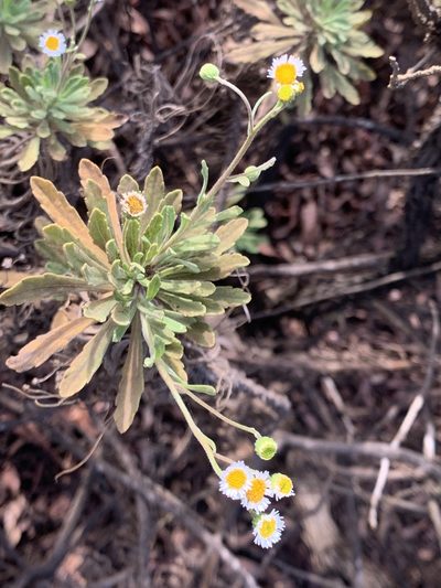 Erigeron socorrensis, photographed by william_hoyer