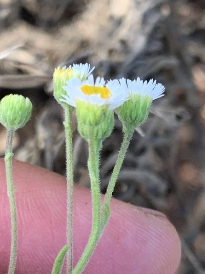 Erigeron socorrensis, photographed by william_hoyer