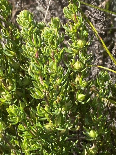 Anthospermum spathulatum, photographed by Christina