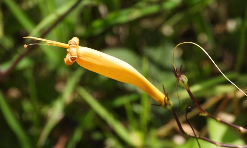 Ipomoea lutea, photographed by Grete Pasch