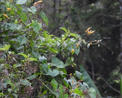 Ipomoea lutea, photographed by Grete Pasch